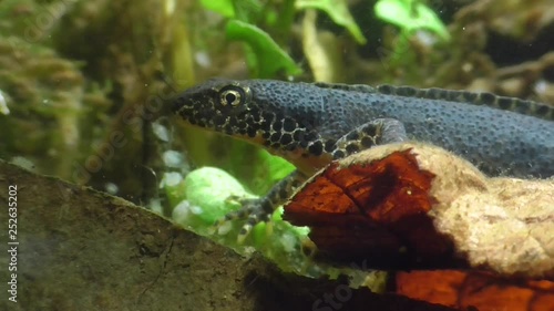 Bergmolche, Alpine newt, Ichthyosaura alpestris photo