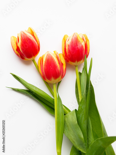 Bunch of red tilups on white background. Three freshly picked colorful flowers. Symbol of spring and romance.