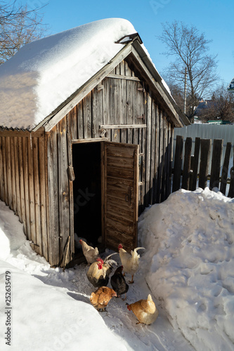 Hens beside wooden henhouse at winter day