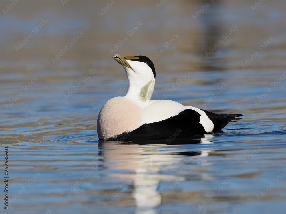 Common Eider duck, Somateria mollissima Common Eider duck, Somateria mollissima