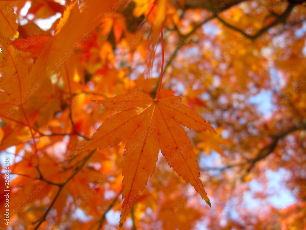 紅葉 紅葉