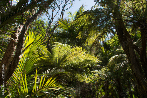 Mighty fern tree in closeup view in the wilderness of New Zealand