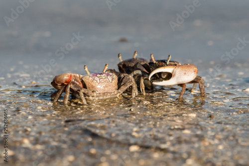 fiddler crabs in Canaveral National Seashore photo