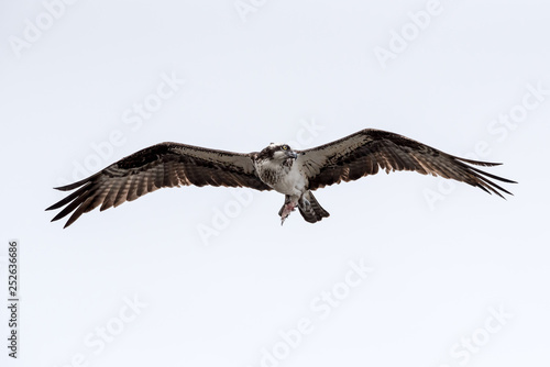 An osprey flying with remains of fish.
