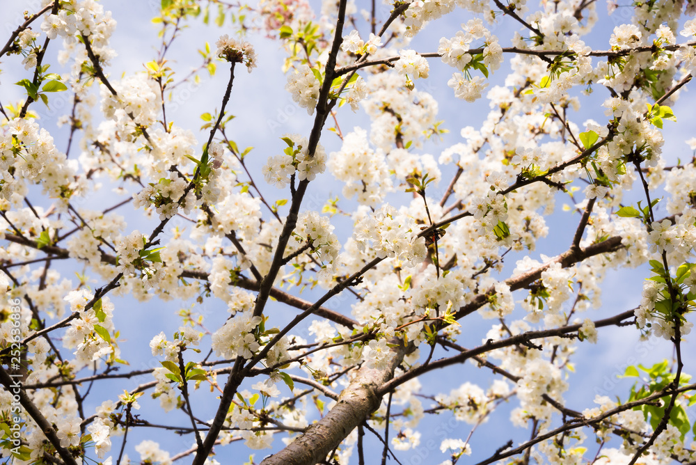 Fruit trees in spring bloom with beautiful white flowers