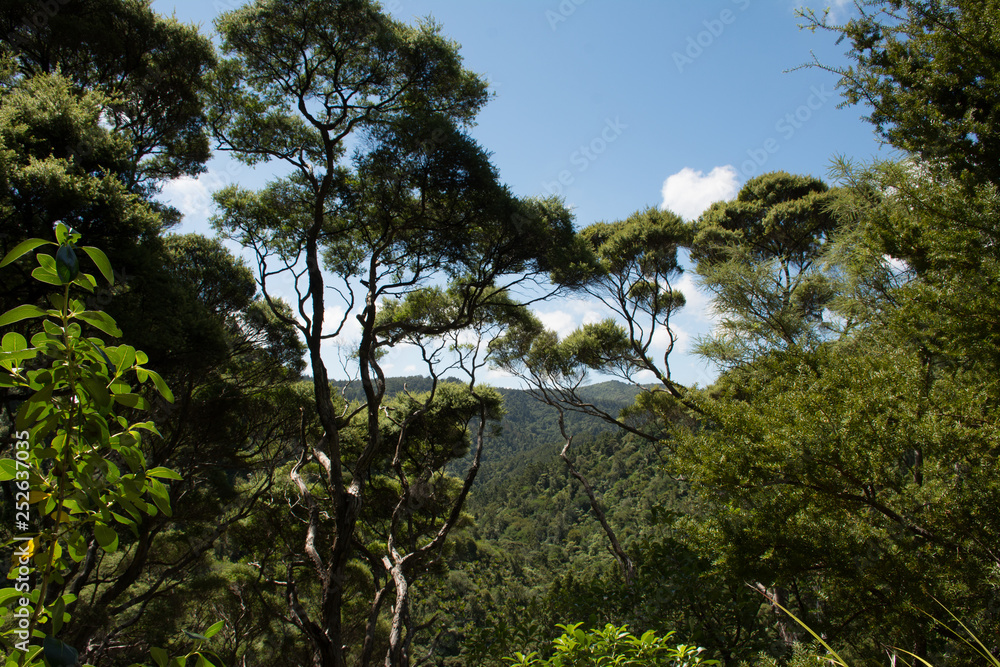High and mighty trees in the forests of the wild New Zealand
