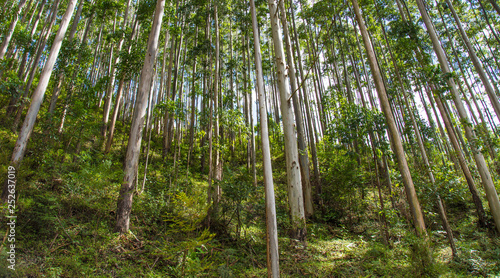 Plantação de eucaliptos para extração de madeira