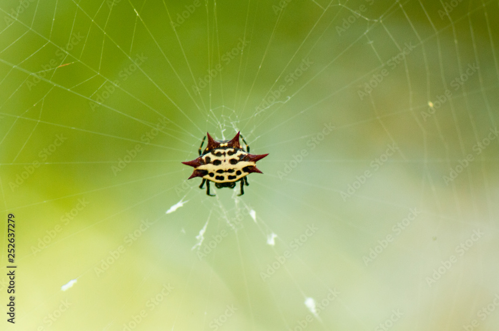 Spiny orb spider Spiny orb spider