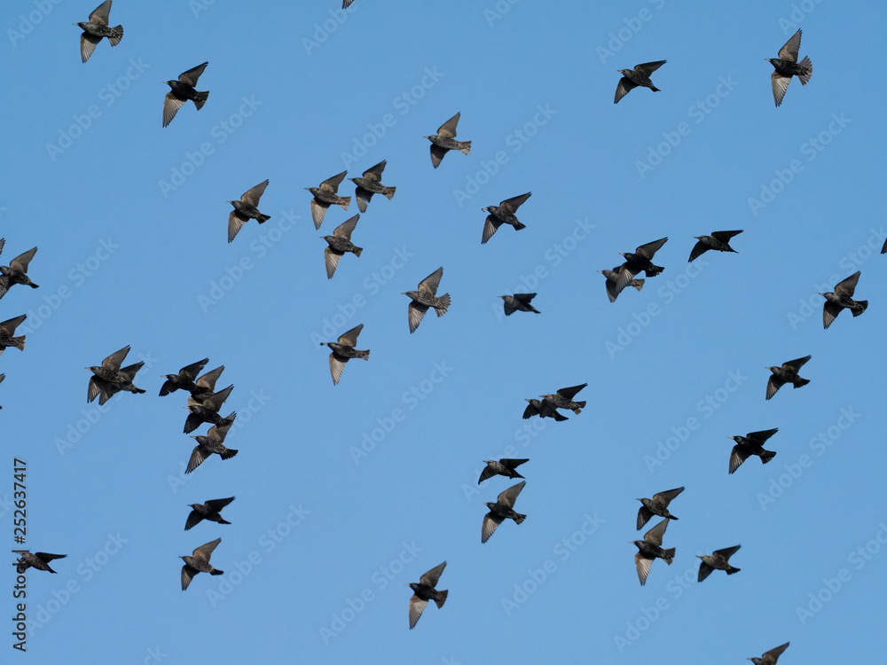 Starling, Sturnus vulgaris Starling, Sturnus vulgaris