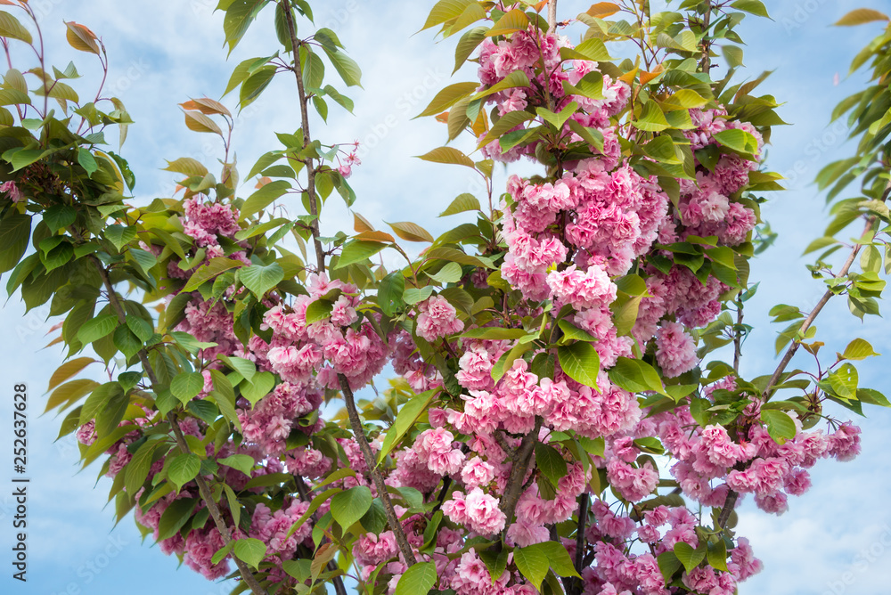 Fruit tree in spring bloom with beautiful pink flowers