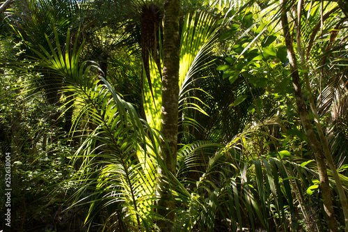 Palm fronds in the thicket of the wild New Zealand forests