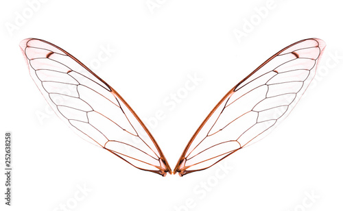 insect wing isolated on white background