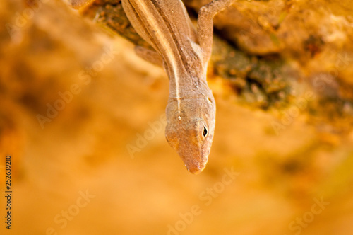 Female brown anole