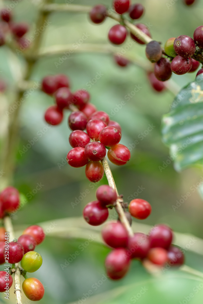 Fresh Arabica Coffee beans ripening on tree in North of thailand