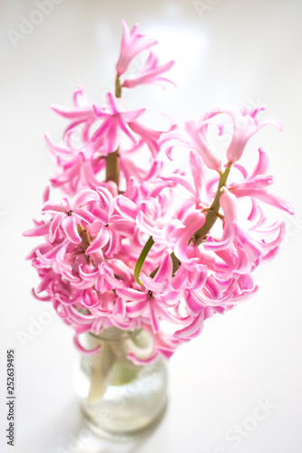 bouquet of pink flowers hyacinths 