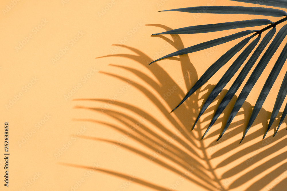 Selective focus of exotic coconut leaf with shadow on color background.Tropical and holiday summer concepts ideas.For create design