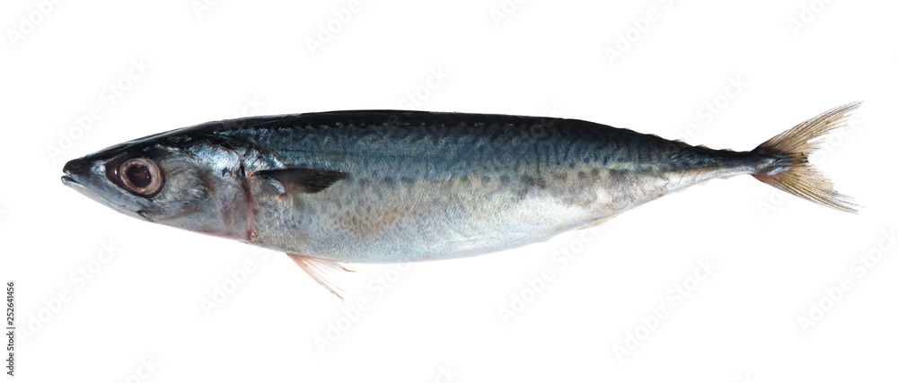 saba fish (Mackerel) isolated on white background saba fish (Mackerel) isolated on white background