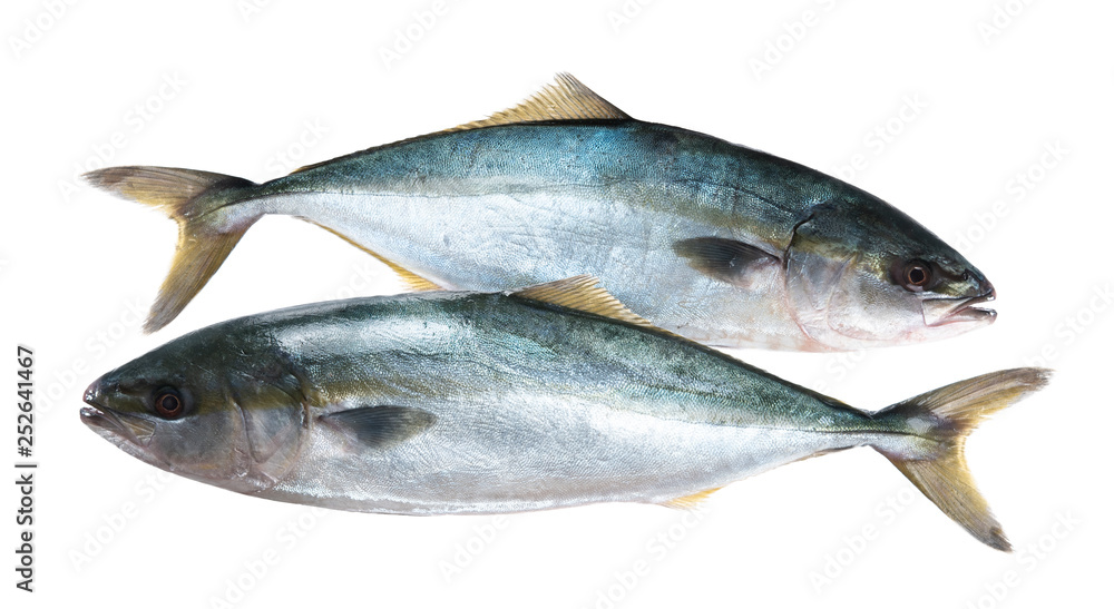 Black-banded trevally or Black-banded kingfish isolated on white background Black-banded trevally or Black-banded kingfish isolated on white background
