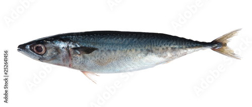 saba fish (Mackerel) isolated on white background