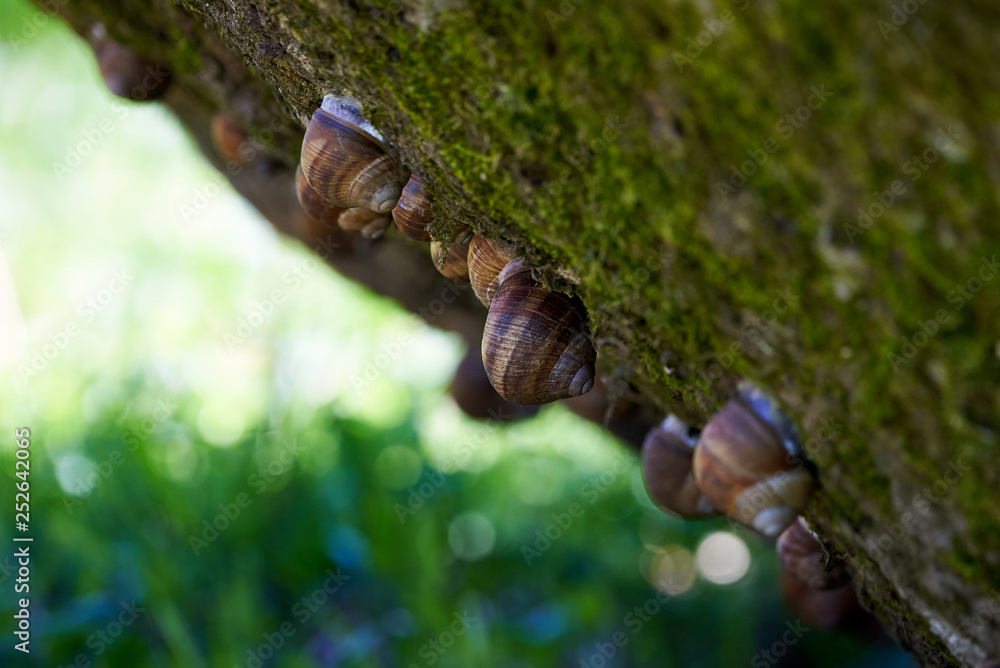 Snails hanging from a rock Snails hanging from a rock