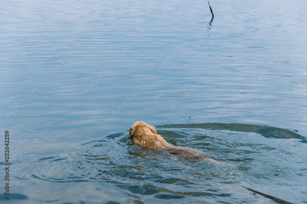 Obraz premium Golden retriever is swimming in the lake