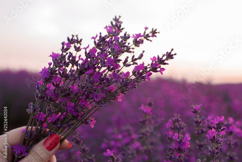 Girl hand holding a bouquet of fresh lavender in lavender field. Sun, sun haze, glare. Purple tinting