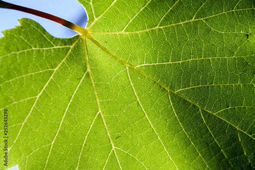 Obraz premium grape leaf close-up