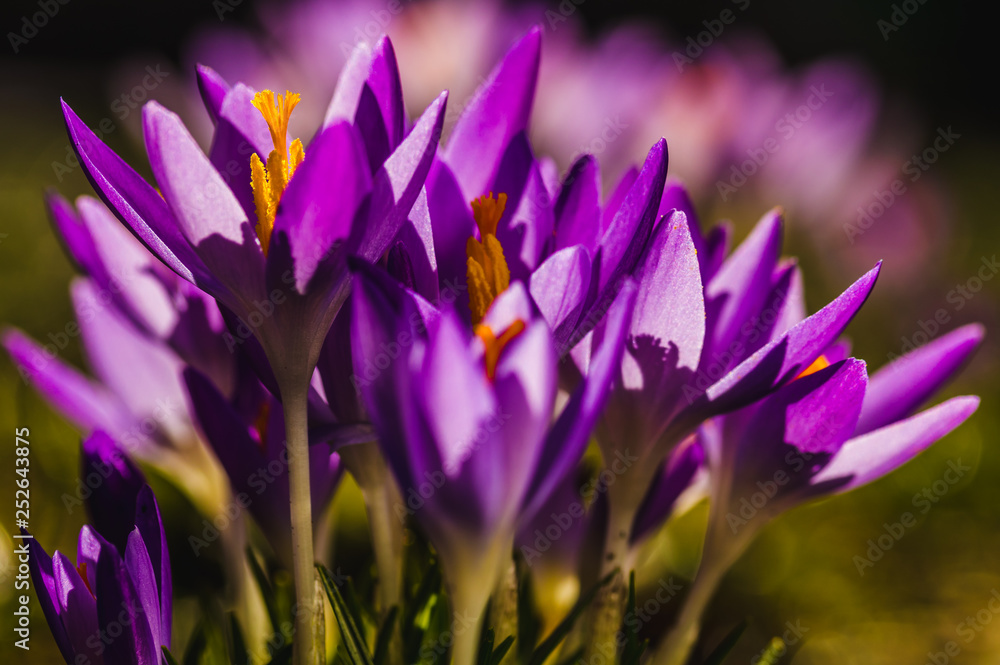 Several purple crocuses close-up on a blurred background. Several purple crocuses close-up on a blurred background.