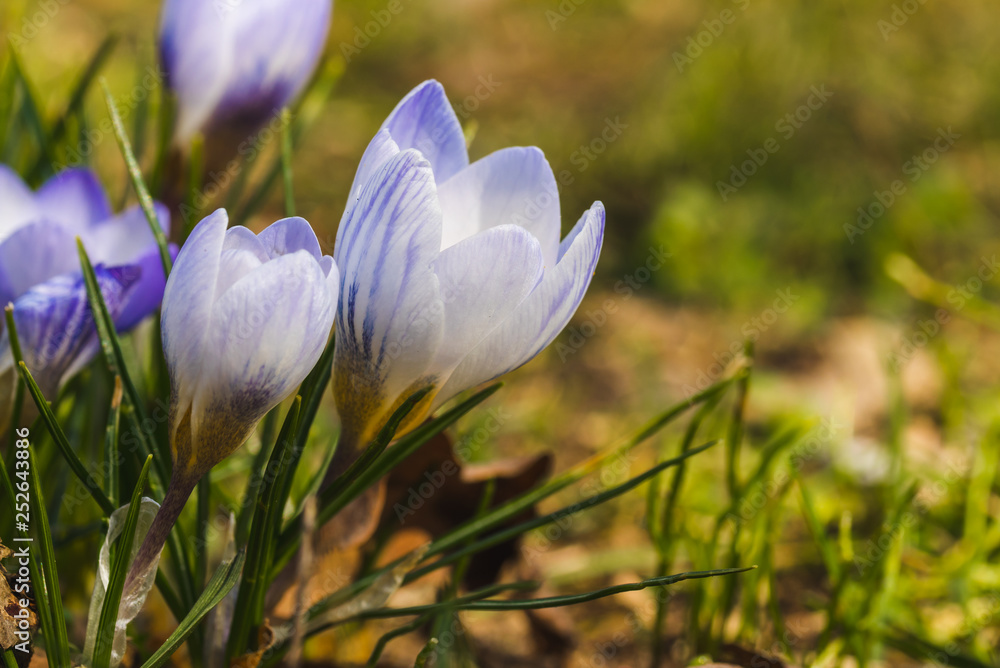 Several white crocuses close-up on a blurred background. Several white crocuses close-up on a blurred background.