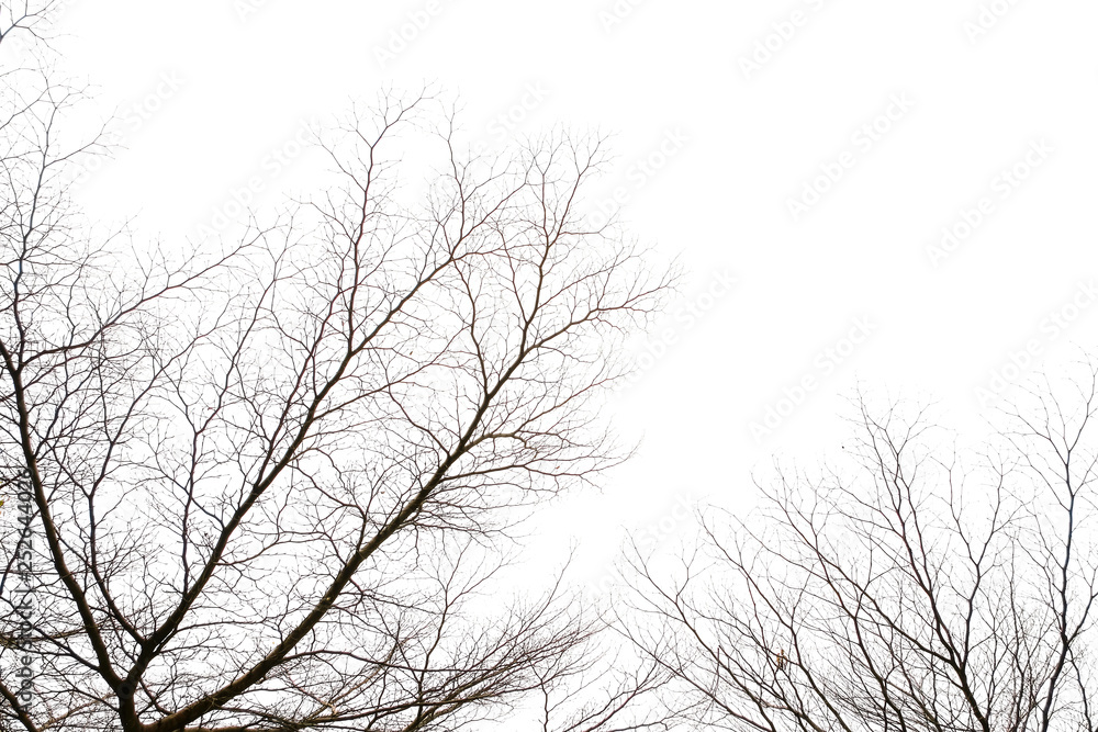 Realistic tree branches isolated on white background with copy space, blank for text.