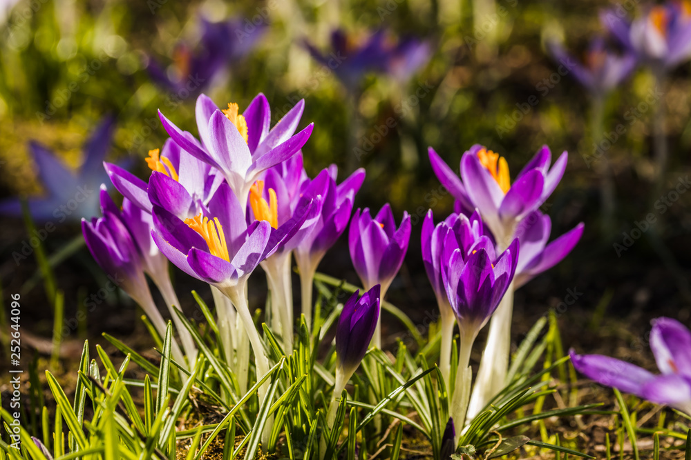 Several purple crocuses close-up on a blurred background. Several purple crocuses close-up on a blurred background.