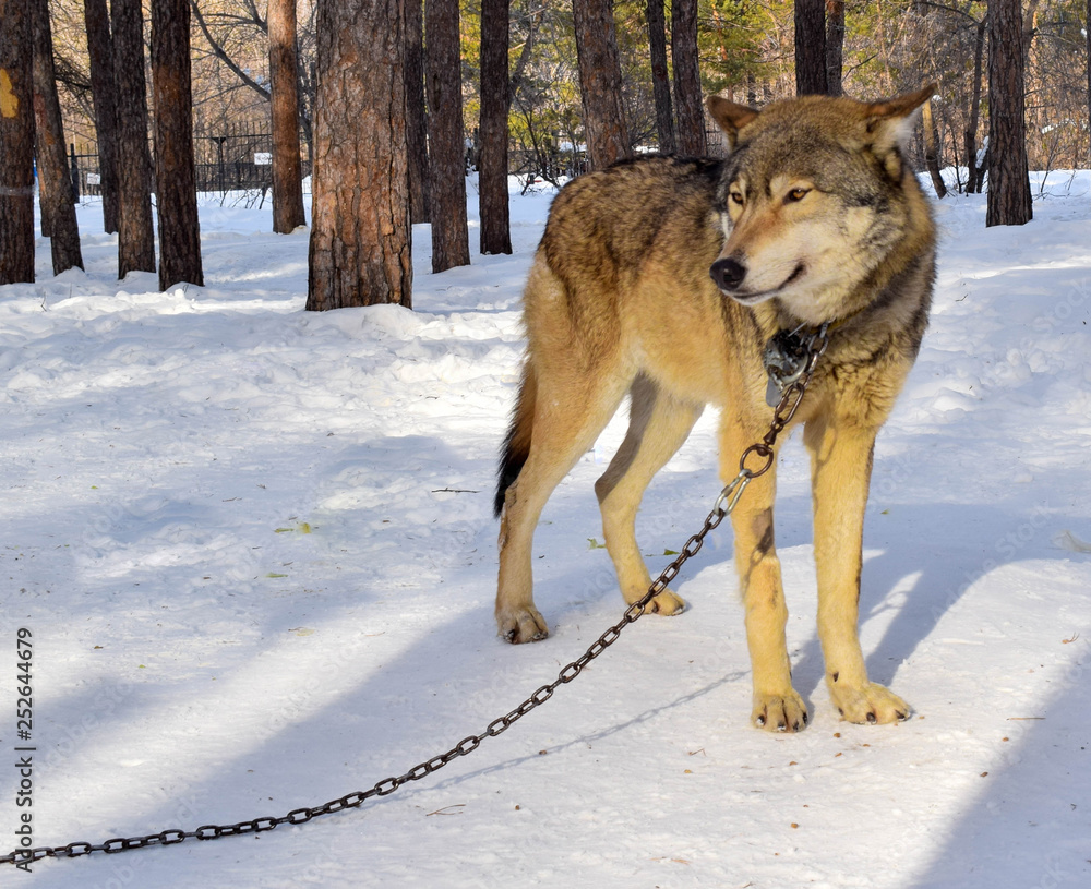 Domestic  wolf in the park. Wolf on a chain.
