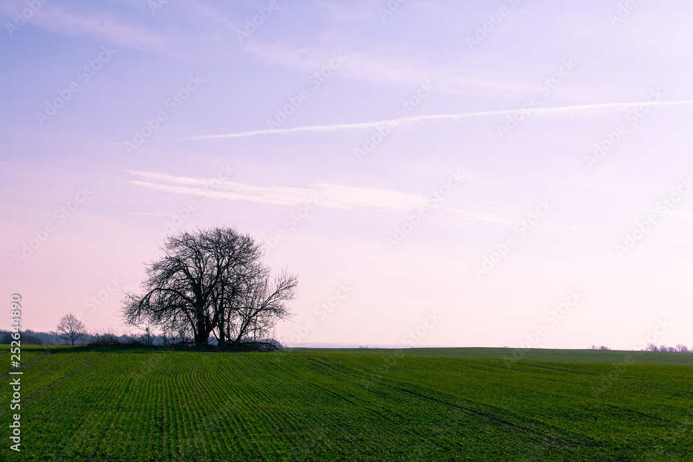 Fototapeta premium tree silhouette in the middle of a green field against a purple sky