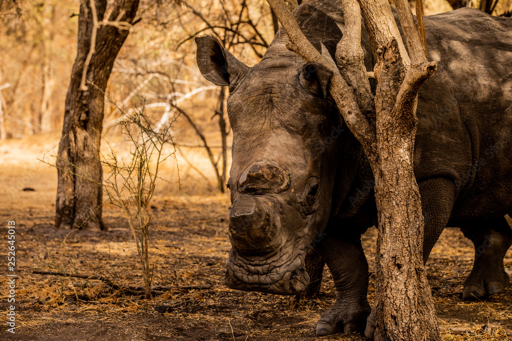 Rhinoceros in Bandia Reserve, Senegal Rhinoceros in Bandia Reserve, Senegal