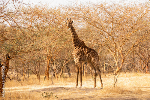 Photography Giraffe in Bandia Forest, Senegal