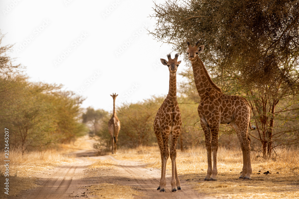 Ταπετσαρία Giraffe in Bandia Forest, Senegal