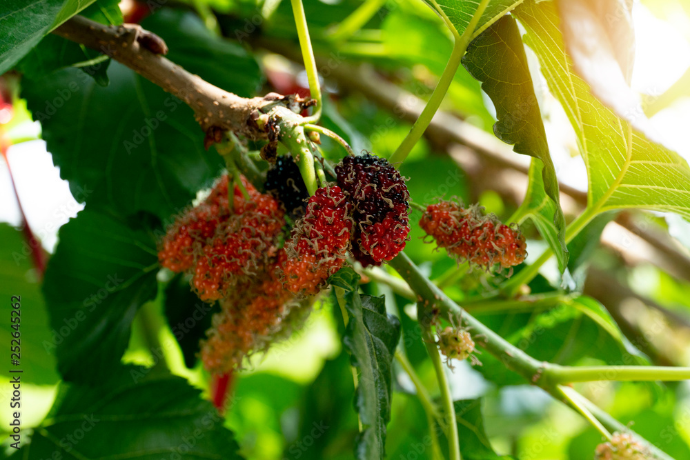 Mulberry fruit, red black under the shade of green leaves in garden. Mulberry fruit, red black under the shade of green leaves in garden.