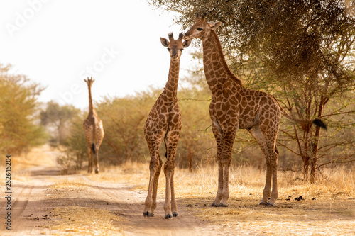 Giraffe in Bandia Forest  Senegal