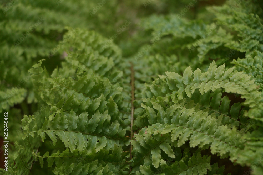 fern in forest fern in forest
