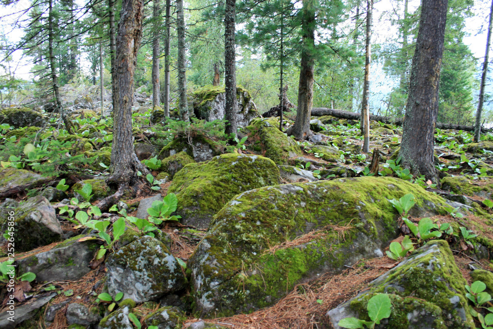 forest, tree, trees, nature, green, landscape, wood, path, water, moss, summer, woods, woodland, stream, waterfall, trail, pine, park, autumn, environment, mountain, spring, outdoors, leaves, nobody forest, tree, trees, nature, green, landscape, wood, path, water, moss, summer, woods, woodland, stream, waterfall, trail, pine, park, autumn, environment, mountain, spring, outdoors, leaves, nobody