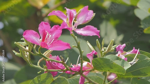 Vdo Beautiful Phanera purpurea or Bauhinia purpurea blossom on branches, Common names include orchid tree, purple bauhinia, camel's foot, butterfly tree, and Hawaiian orchid tree. photo