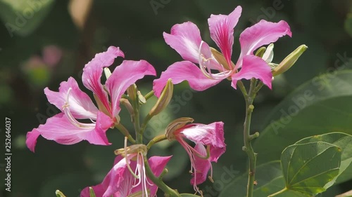 Vdo Beautiful Phanera purpurea or Bauhinia purpurea blossom on branches, Common names include orchid tree, purple bauhinia, camel's foot, butterfly tree, and Hawaiian orchid tree.