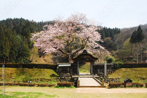 一乗谷・朝倉遺跡の桜 photo