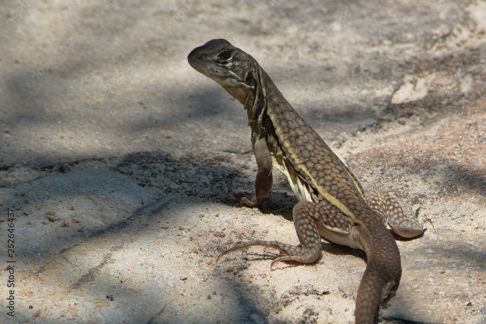 Fototapeta premium Butterfly Agama