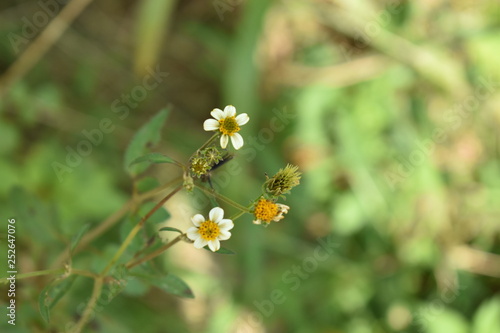 bee on a flower © leandro