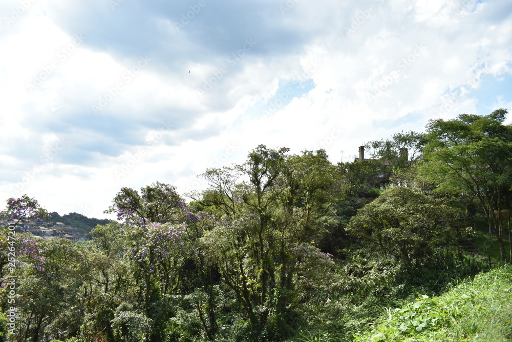 landscape with trees and blue sky