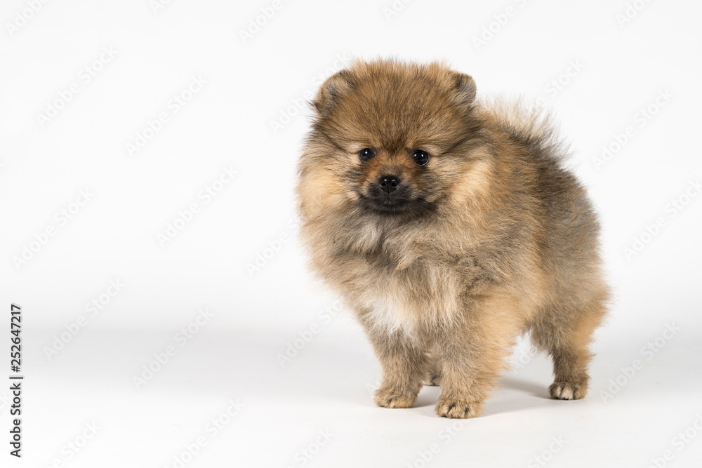 Small Pomeranian puppy standing isolated on a white and gray background Small Pomeranian puppy standing isolated on a white and gray background