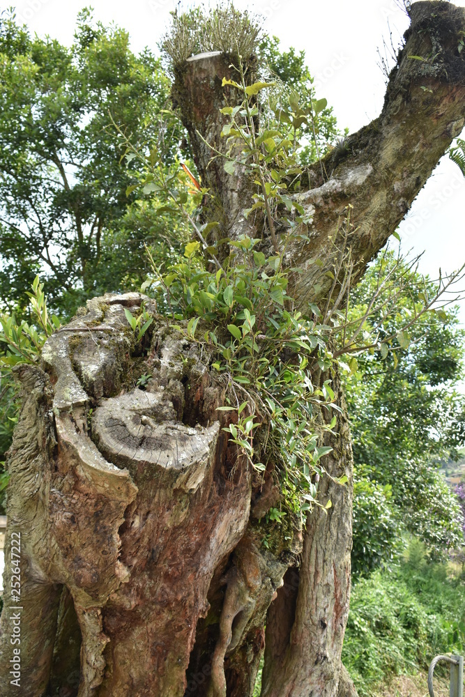 Fototapeta premium tree in forest