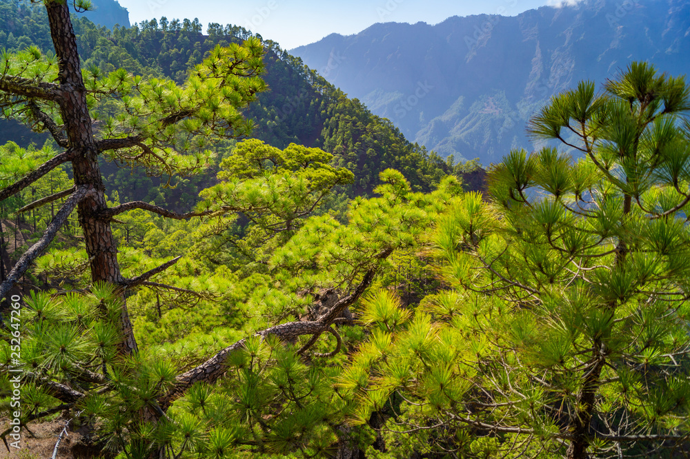 La Palma, Canary Islands, Spain, National Park showing Pine forests recovering after forest fires