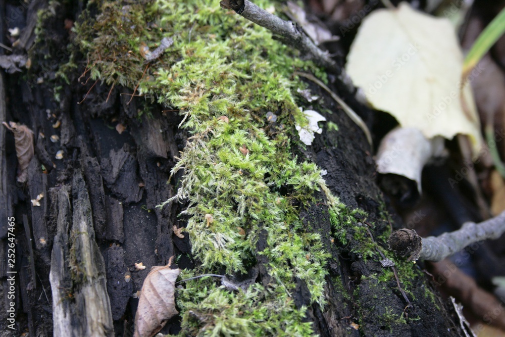 green moss on a tree green moss on a tree